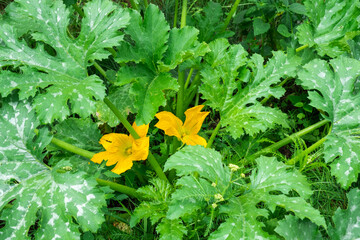 A large yellow zucchini flower in the garden. Flowering of vegetable crops, growing cucumber, pumpkin in the garden. Seedling, plant care, fertilizer and pest protection