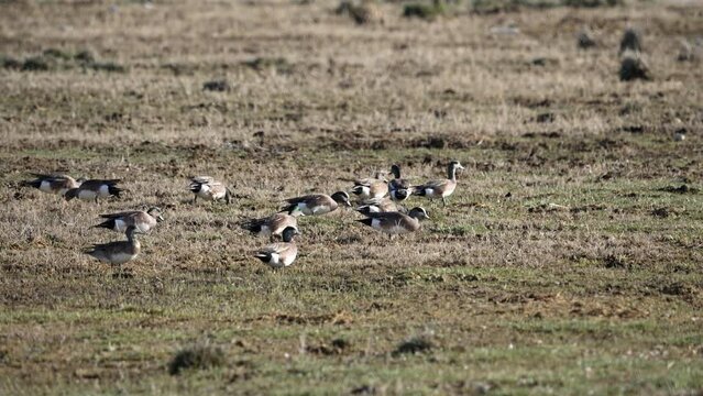 Wigeon Ducks as they graze in a field through Utah during spring.