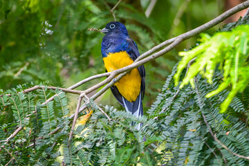 Green-backed Trogon (Trogon viridis)