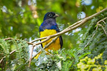 Green-backed Trogon (Trogon viridis)