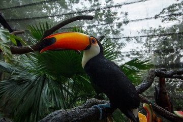 Naklejka premium A photo of caged toco toucan 