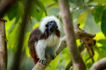Cotton-top tamarin monkey among tree leafs 