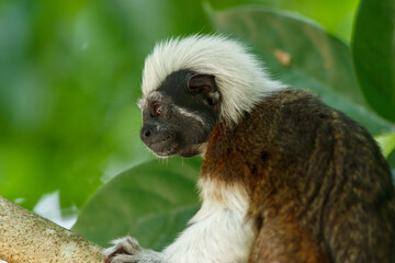Cotton-top tamarin monkey among tree leafs 