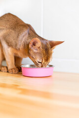 Ginger abyssinian cat eating cat's food from a pink bowl. Vertical portrait kitten on woden floor...