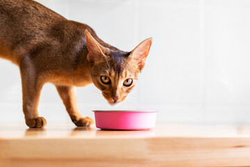 Adorable abyssinian kitty eats wet food on white wooden background. Cute purebred kitten on kitchen with pink plate. Cute purebred kitten going to eat.