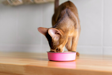 Adorable abyssinian cat standing with tail up close to pink bowl with feed and looking at it on white background. Cute purebred kitten going to eat meat on kitchen in the morning