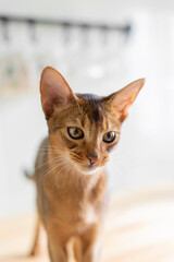 Calm domestic obedient abyssinian cat with pink nose resting in kitchen at home on the floor. Feed purebred kitten in the morning.