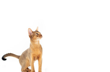 playful abyssinian cat look up on isolated white background. Purebred kitten advertising, copy space and banner concept