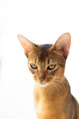 Purebred abyssinian young cat portrait isolated on white. Advertising concept calm obedient kitten .