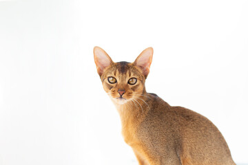 Purebred abyssinian young cat portrait look in camera isolated on white. .