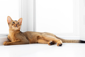 Purebred calm ginger abyssinian cat lay on the floor near window in house. Obedient kitten lay and...