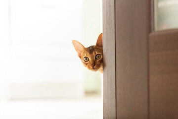 The purebred ginger abyssinian cat peeks out from behind the door in the room. Copy space. Red...