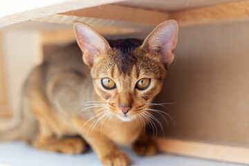 Abyssinian ginger Cat with head tilted indoors. Cat is looking at camera and hiding under wooden furniture.