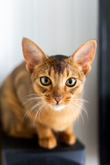 Vertical portrait of one domestic cat of Abyssinian breed with yellow eyes and red short hair sitting on shelf on white background and look in camera.