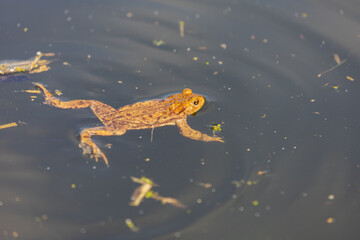 Common toad - Bufo bufo in mating season. Frog in water. A toad on the surface of a pond.