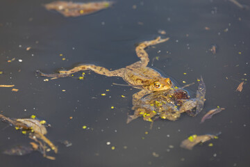 Common toad - Bufo bufo in mating season. Frog in water. A toad on the surface of a pond.