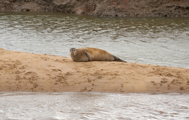 Common seal basking on a sand bank at low tide at Titchwell, Norfolk, UK