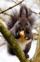 Eichh&ouml;rnchen frisst Nuss