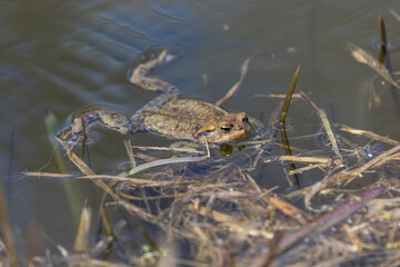 Common toad - Bufo bufo in mating season. Frog in water. A toad on the surface of a pond.