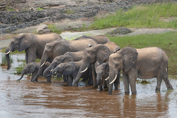 Naklejka na ściany i meble Herd of African bush elephants - Loxodonta africana also known as African savanna elephants drinking at the river. Photo from Kruger National Park in South Africa. 
