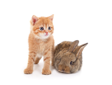 Little cat and rabbit.