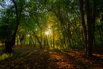 Fototapeta na wymiar Bright rays of sun make their way through green grass. Autumn forest in sunny weather.