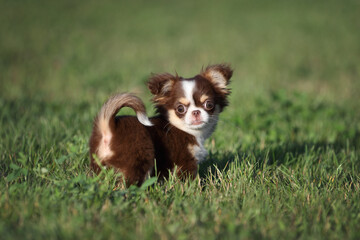 Cute little chihuahua puppy in nature. Playful Puppy