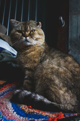 Scottish cat. Fold-eared Scotsman. Beautiful cat close-up.