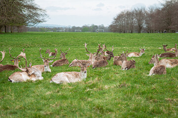 Deer on the park