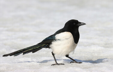 Magpie