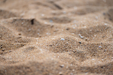 Fototapeta na wymiar White shell buried in sant at a beach.
