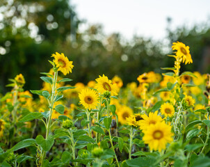 Sunflower Helianthus annuus in golden sunset light.