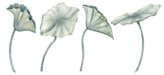 Set of Lotus Leaves on isolated background. Hand drawn watercolor illustration of exotic tropical plants. Drawing of water lily greenery for icon or logo. Bundle of exotic flora for spa or Zen design.