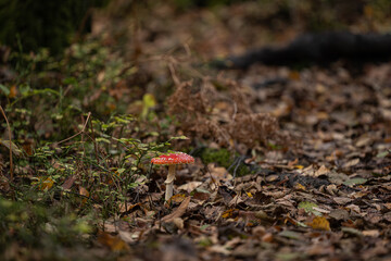 Fly agaric Amanita muscaria in a forest at fall.
