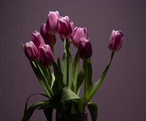 Bouquet of pink tulips in fron t of a pink background.
