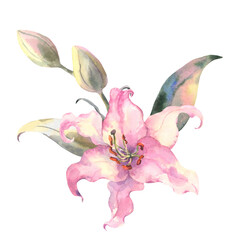 Fototapeta na wymiar Delicate pink lilies. Watercolor illustration, composition of flowers on a white background. Design element for scrapbooking, Invitations,greeting card, journals, decoupage, weddings, birthdays.