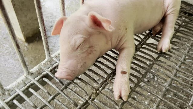 Swine pig at the farm garden, meat , piglet , mammal , animal farm.