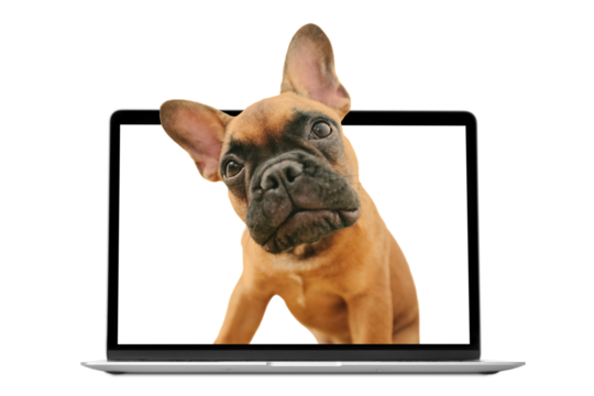 a dog on the png backgrounds