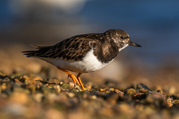 Ruddy Turnstone (Arenaria interpres)
