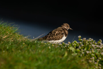 Ruddy Turnstone (Arenaria interpres)
