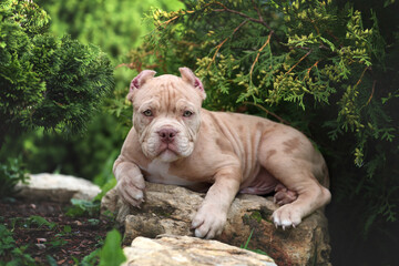 Cute american bully puppy on a stone in the garden