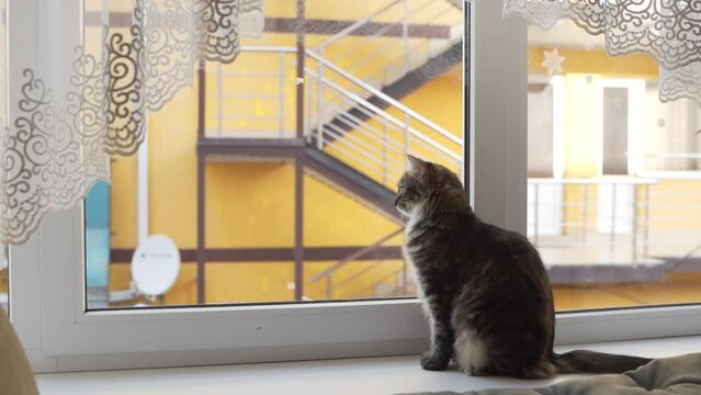 Fluffy tricolor cat sits and looks out the window. The pet is waiting for the owner. A domestic cat.