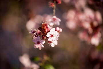 Wonderful flowers in spring. Blossomed fruit.