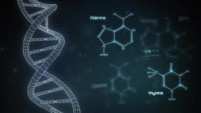 Animated Model of DNA Molecule. Concept Animation of Digital DNA, Human Genome. Medical Research, Genetic Engineering, Biology. Futuristic Animation with Guanine, Adenine, Thymine and Cytosine Formula