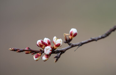 Branch of apricot starts to bloom on smooth gradient background.