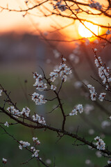 Branch of apricot with blooming flowers and  sun on the background