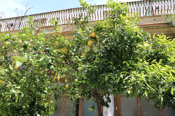 Lemontrees in Palermo, Sicily Italy