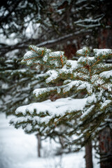 snow covered pine tree