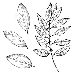 Bay leaf set. Hand draw laurel tree branch and leaves. Illustration symbol of victory and fragrant cooking spice.Label, flyer, banner. Design element.