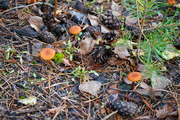 Close up of small mushrooms in the undergrowth